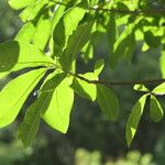 Calodendrum capense Blatt