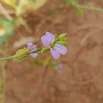 Schouwia purpurea Kvet