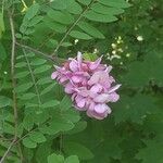 Robinia hispida Flor