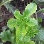 Saxifraga cuneifolia Лист