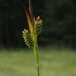 Carex pallescensFlower