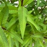 Vernonia noveboracensis Leaf