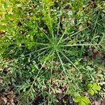 Centaurea diffusa Hoja