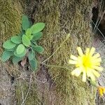 Hieracium glaucinum Habit