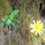 Hieracium glaucinum عادت داشتن