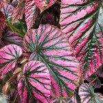 Begonia brevirimosa Leaf