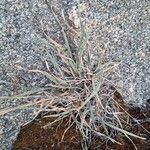 Helictochloa bromoides Libunga