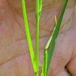 Lathyrus nissolia Leaf