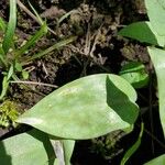 Erythronium albidum Folha