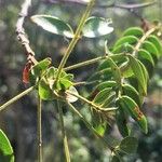 Cassia abbreviata Leaf