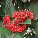 Cotoneaster coriaceus Frutto