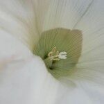 Calystegia silvatica Çiçek