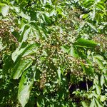 Sambucus nigra Hábito