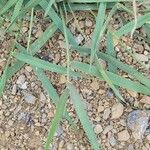 Elymus repens Blad