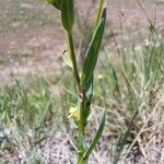 Linum strictum Leaf