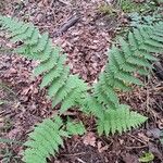 Dryopteris intermedia Hoja