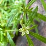 Mollugo verticillata Flower