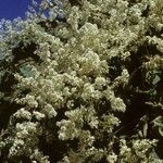 Poranopsis paniculata Habitat