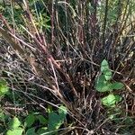 Salix rosmarinifolia Bark