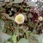 Cyathula uncinulata Blüte