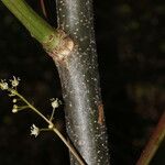 Bursera simaruba പുറംതൊലി