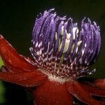 Passiflora gabrielliana Flower