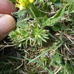 Draba aizoides Leaf