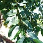 Camptotheca acuminata Blatt