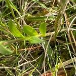 Polygala calcarea Leaf