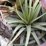 Tillandsia concolor Hoja