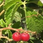 Cyphostemma hypoleucum Fruit