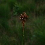Juncus squarrosus Květ