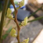 Bulbophyllum calyptratum Kwiat