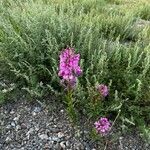 Epilobium angustifoliumFlor