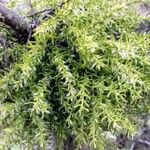 Misodendrum linearifolium Leaf