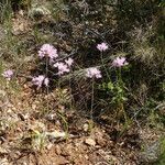 Allium roseum Hábitos