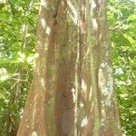 Pouteria engleri 樹皮