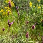 Lavandula pedunculata Habitus