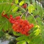 Sorbus mougeotii Levél