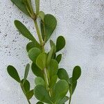 Clusia fluminensis Lehti