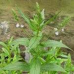 Veronica anagallis-aquatica Leaf