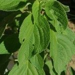 Salvia hispanica Leaf