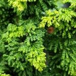 Chamaecyparis obtusa Hoja