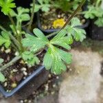 Anemonastrum obtusilobum Leaf
