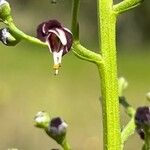 Scrophularia canina Blomst