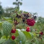 Rubus idaeus Hedelmä