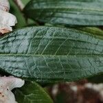 Rhododendron argyrophyllum Leaf