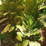 Codiaeum variegatum Φύλλο