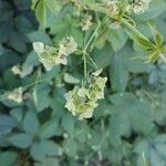 Mirabilis nyctaginea Fruit