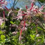 Rhododendron canescens Flower